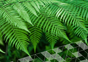 Green foliage